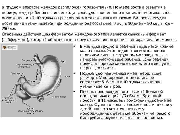 Грудной желудок. Желудок детей раннего возраста. Желудок новорожденного расположен.