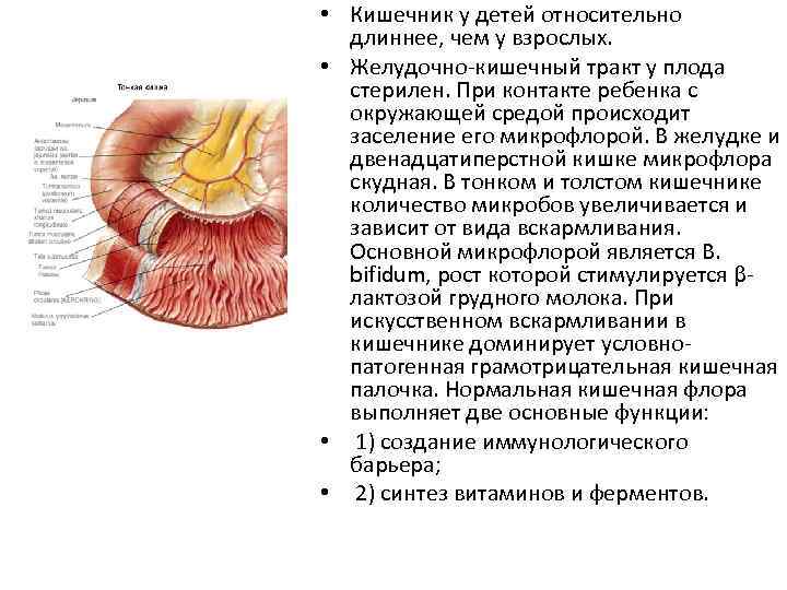  • Кишечник у детей относительно длиннее, чем у взрослых. • Желудочно-кишечный тракт у