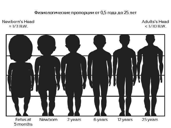 Физиологические пропорции от 0, 5 года до 25 лет 