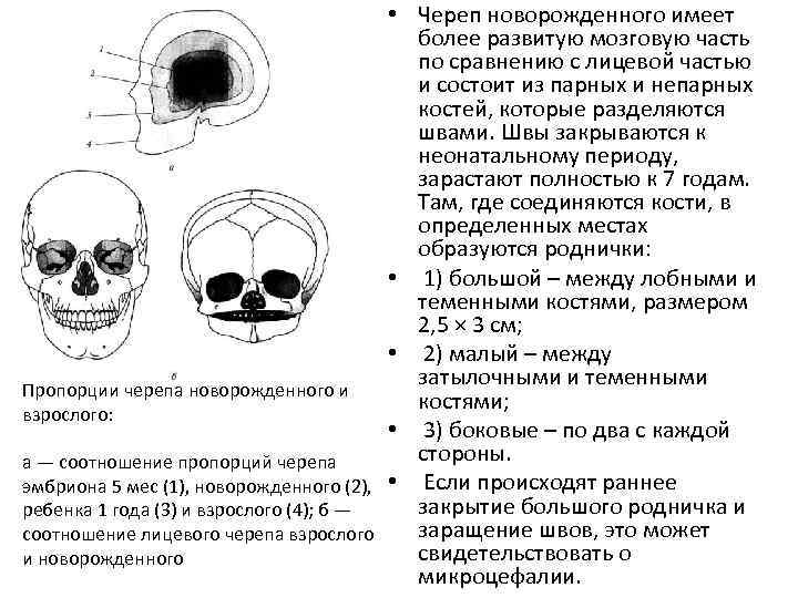 Соотношение мозгового и лицевого черепа. Пропорции черепа новорожденного. Соотношение новорожденного и взрослого черепа. Различия черепа новорожденного и взрослого.