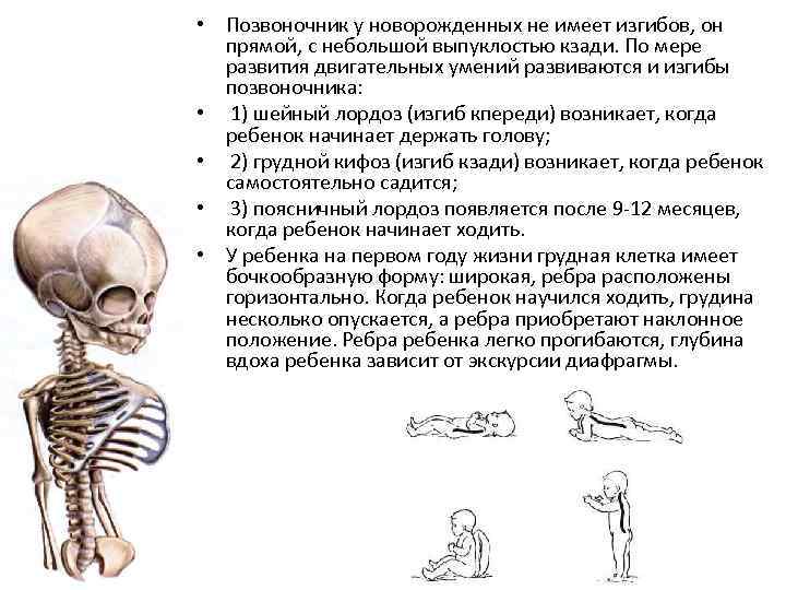 Сколько костей у новорожденного