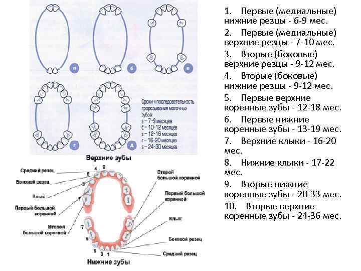 1. Первые (медиальные) нижние резцы - 6 -9 мес. 2. Первые (медиальные) верхние резцы