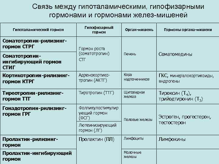 Связь между гипоталамическими, гипофизарными гормонами желез-мишеней Гипоталамический гормон Соматотропин-рилизинггормон СТРГ Гипофизарный гормон Орган-мишень Гормоны