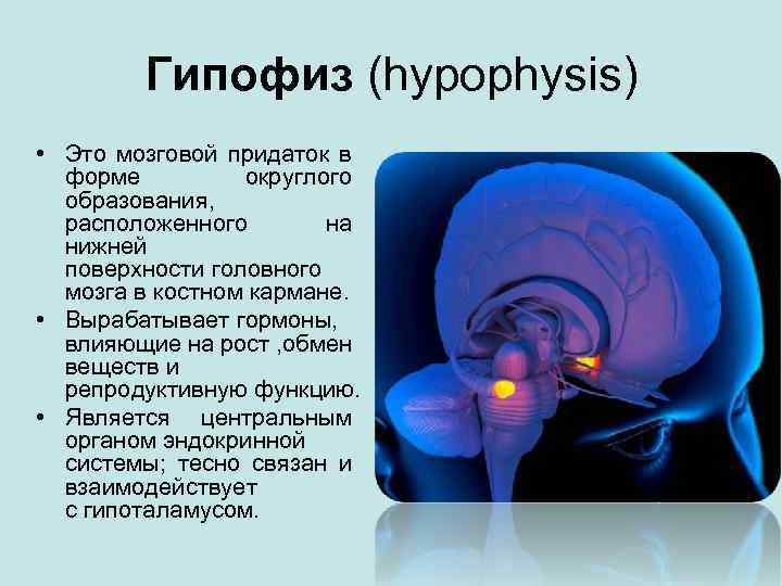 Гипофиз (hypophysis) • Это мозговой придаток в форме округлого образования, расположенного на нижней поверхности