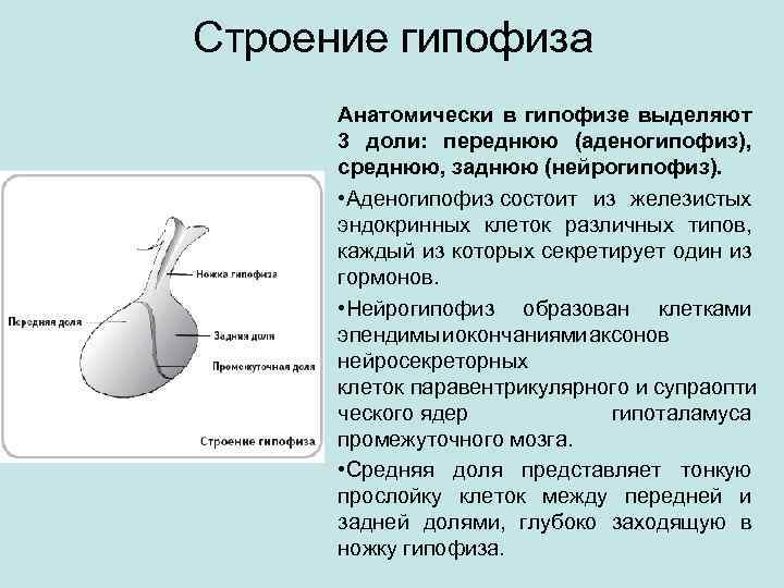 Презентация гипофиз анатомия