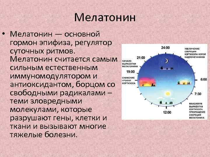 Мелатонин • Мелатонин — основной гормон эпифиза, регулятор суточных ритмов. Мелатонин считается самым сильным