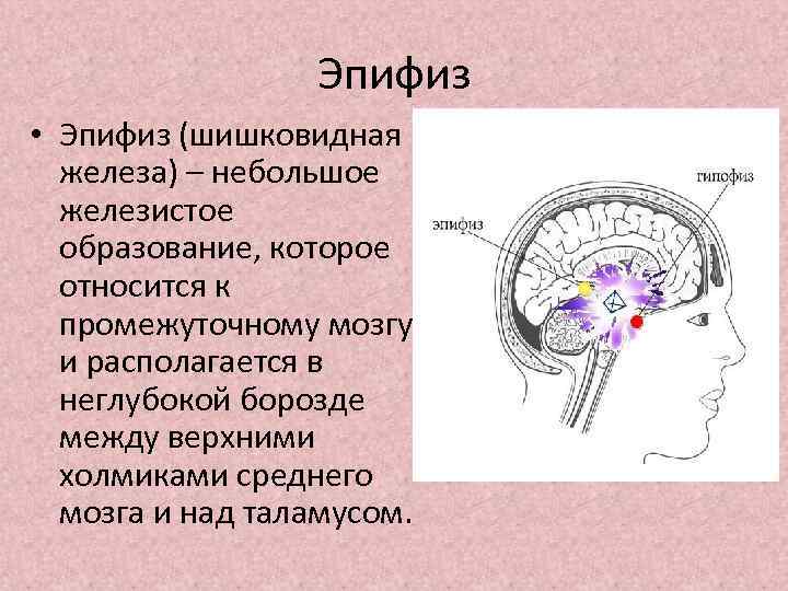 Эпифиз • Эпифиз (шишковидная железа) – небольшое железистое образование, которое относится к промежуточному мозгу