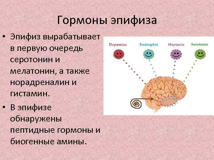 Гормоны эпифиза • Эпифиз вырабатывает в первую очередь серотонин и мелатонин, а также норадреналин