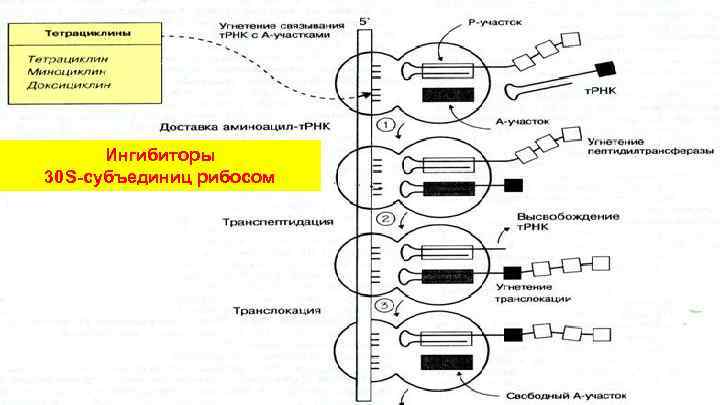 Ингибиторы 30 S-субъединиц рибосом 