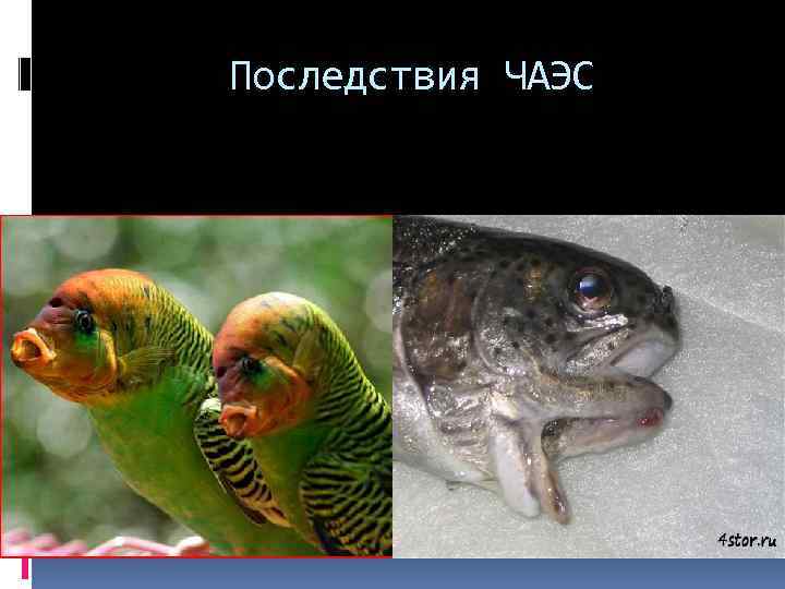 Последствия ЧАЭС 