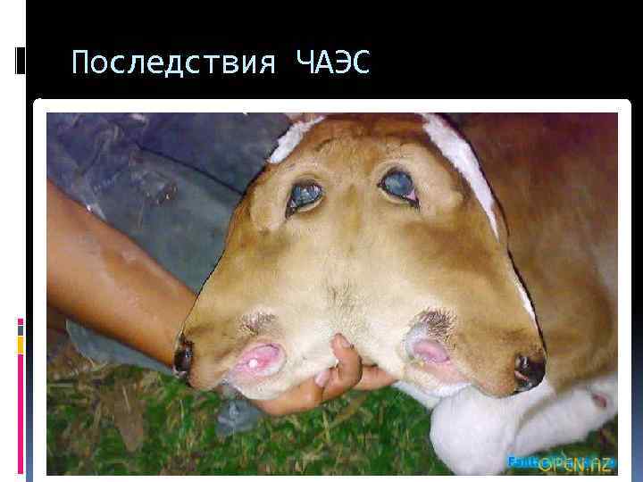 Последствия ЧАЭС 