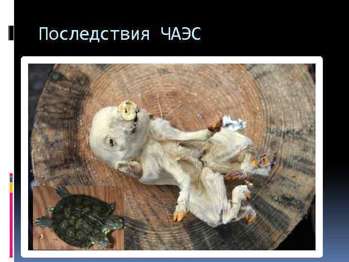 Последствия ЧАЭС 