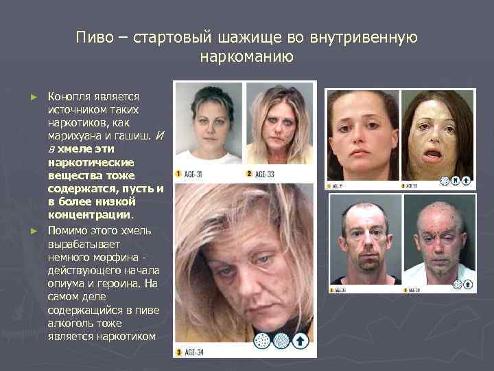 Пиво – стартовый шажище во внутривенную наркоманию Конопля является источником таких наркотиков, как марихуана