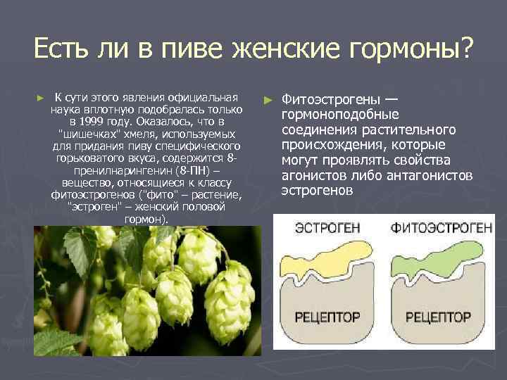 Есть ли в пиве женские гормоны? ► К сути этого явления официальная наука вплотную