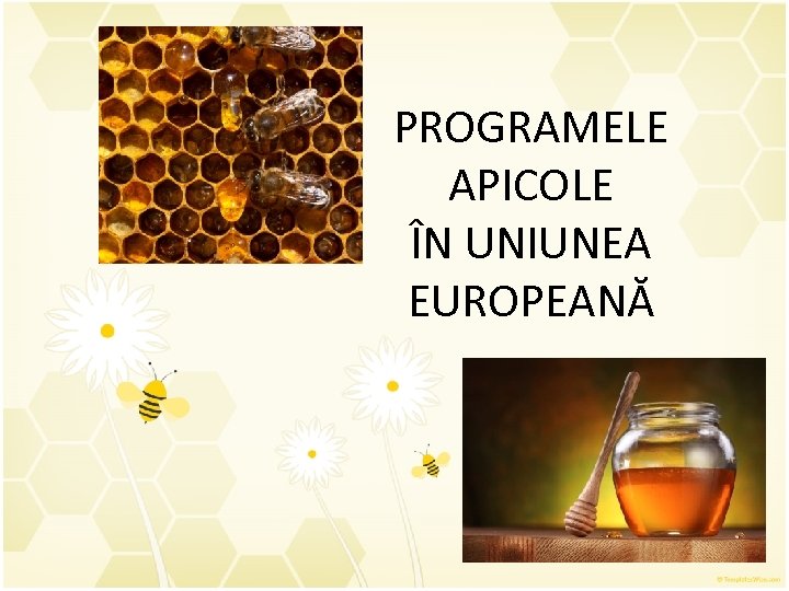 PROGRAMELE APICOLE ÎN UNIUNEA EUROPEANĂ 