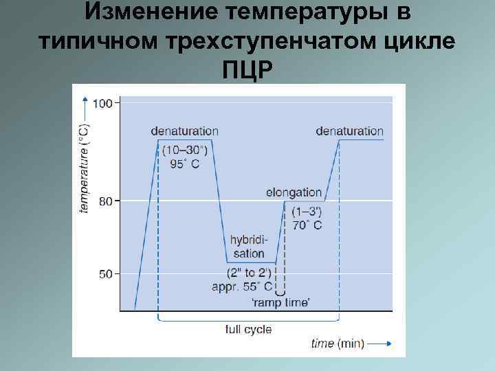 Пцр в реальном времени схема