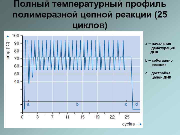 Полный температурный профиль полимеразной цепной реакции (25 циклов) a – начальная денатурация ДНК b