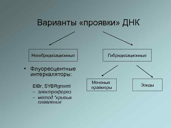Варианты «проявки» ДНК Негибридизационные Гибридизационные • Флуоресцентные интеркаляторы: Et. Br, SYBRgreen. I – электрофорез