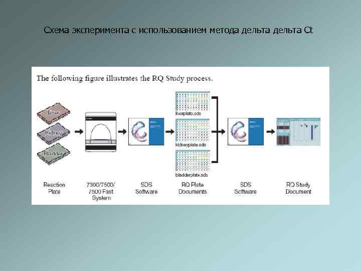 Схема эксперимента с использованием метода дельта Сt 