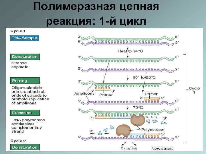 Пцр это. Полимеразная цепная реакция 1 цикл амплификации. Первый цикл ПЦР. Цикл полимеразной цепной реакции. Уравнение ДНК полимеразной реакции.