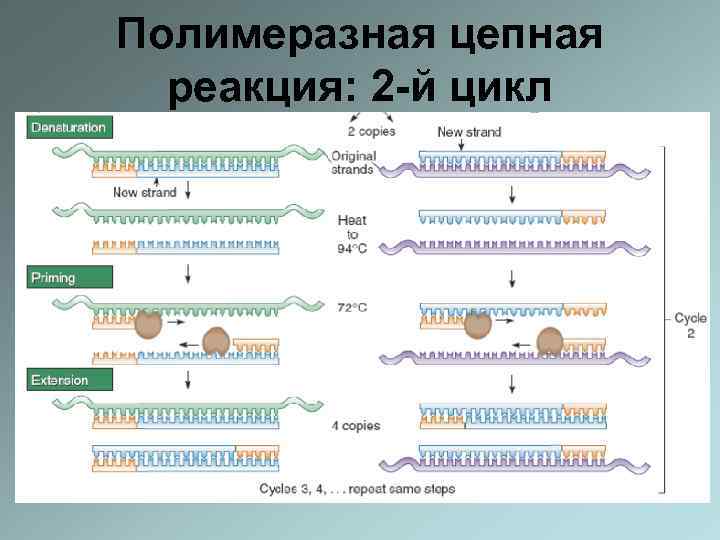 Полимеразная цепная реакция