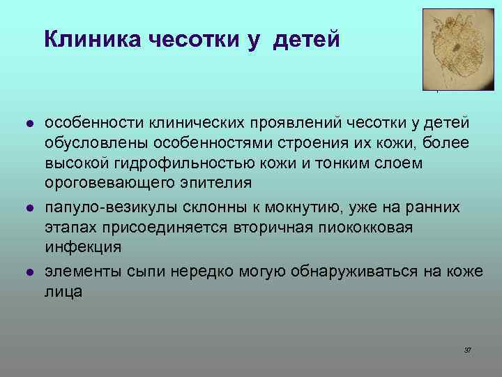 Клиника чесотки у детей l l l особенности клинических проявлений чесотки у детей обусловлены