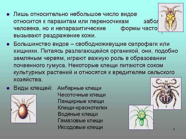 l l l Лишь относительно небольшое число видов относится к паразитам или переносчикам заболеваний