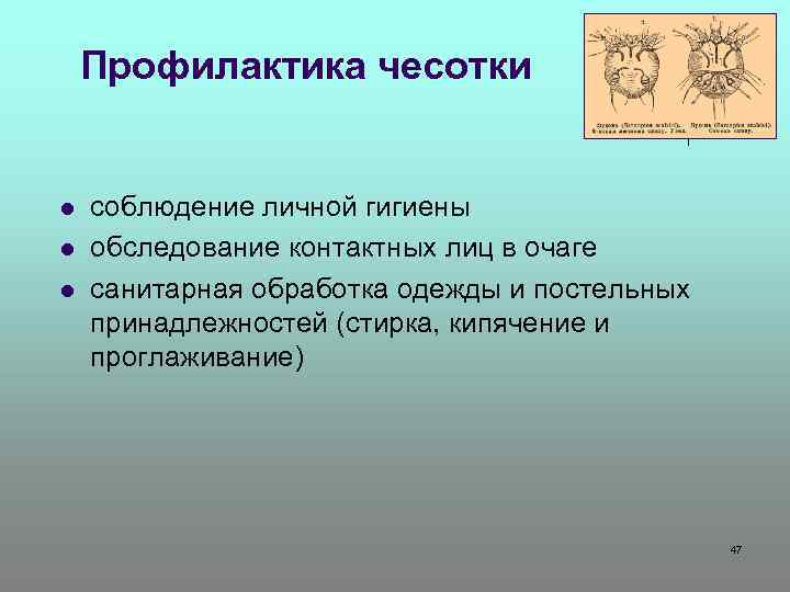 Профилактика чесотки l l l соблюдение личной гигиены обследование контактных лиц в очаге санитарная