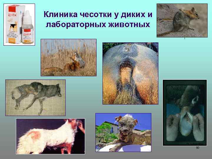 Клиника чесотки у диких и лабораторных животных 50 