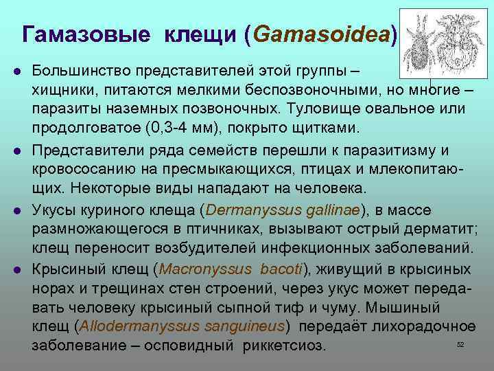 Гамазовые клещи (Gamasoidea) l l Большинство представителей этой группы – хищники, питаются мелкими беспозвоночными,