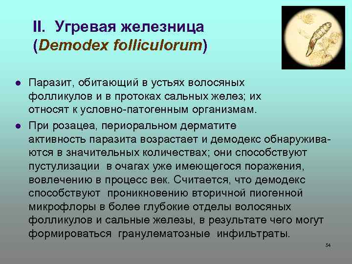 II. Угревая железница (Demodex folliculorum) l l Паразит, обитающий в устьях волосяных фолликулов и