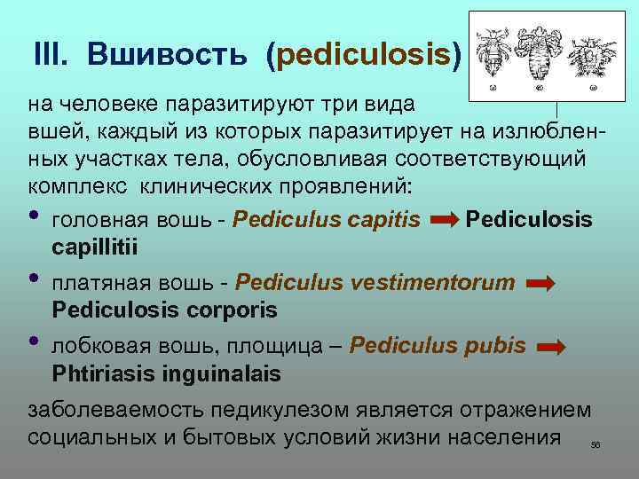 III. Вшивость (pediculosis) на человеке паразитируют три вида вшей, каждый из которых паразитирует на