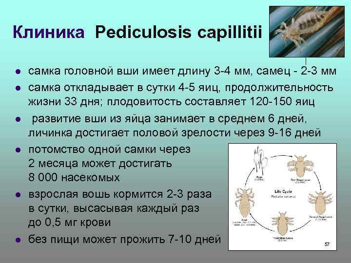 Клиника Pediculosis capillitii l l l самка головной вши имеет длину 3 -4 мм,