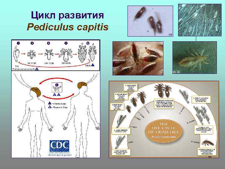 Цикл развития Pediculus capitis 58 