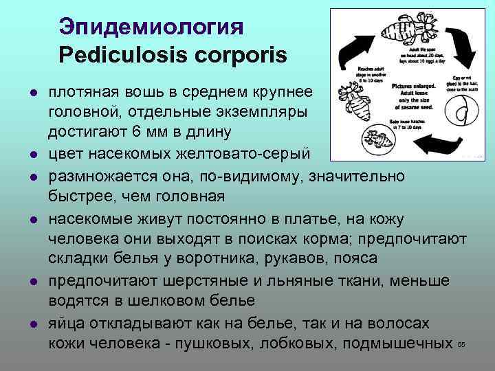 Эпидемиология Pediculosis corporis l l l плотяная вошь в среднем крупнее головной, отдельные экземпляры