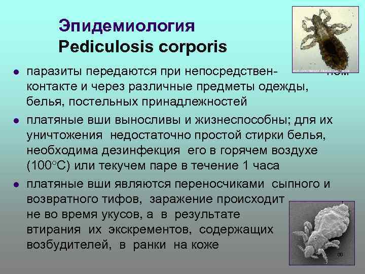 Эпидемиология Pediculosis corporis l l l паразиты передаются при непосредствен- ном контакте и через