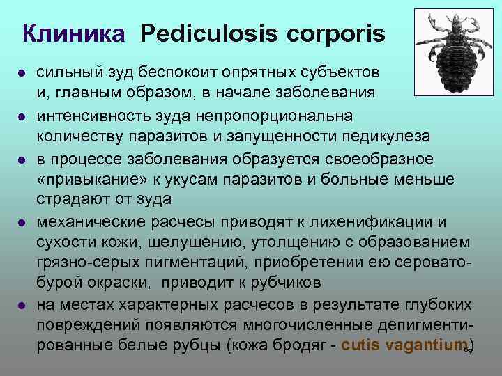 Клиника Pediculosis corporis l l l сильный зуд беспокоит опрятных субъектов и, главным образом,