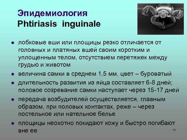 Эпидемиология Phtiriasis inguinale l l l лобковые вши или площицы резко отличается от головных