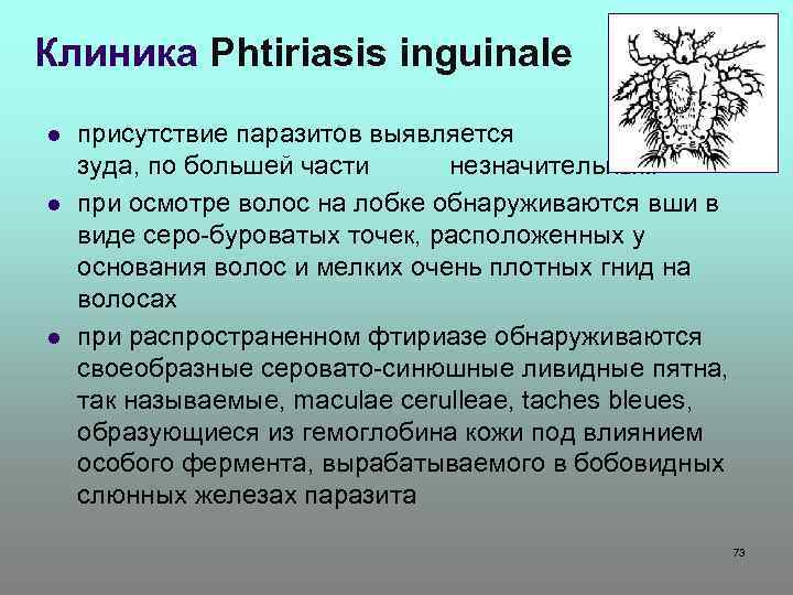 Клиника Phtiriasis inguinale l l l присутствие паразитов выявляется появлением зуда, по большей части