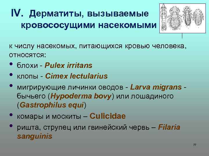 IV. Дерматиты, вызываемые кровососущими насекомыми к числу насекомых, питающихся кровью человека, относятся: • блохи