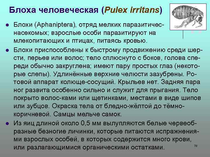 Блоха человеческая (Pulex irritans) l l l Блохи (Aphaniptera), отряд мелких паразитичес- ких насекомых;