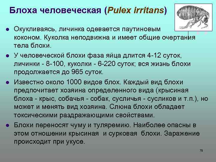 Блоха человеческая (Pulex irritans) l l Окукливаясь, личинка одевается паутиновым коконом. Куколка неподвижна и