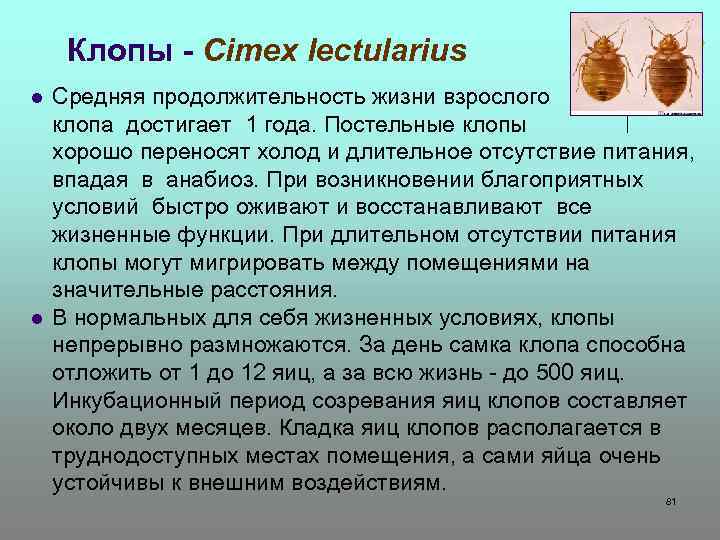 Клопы - Cimex lectularius l l Средняя продолжительность жизни взрослого клопа достигает 1 года.