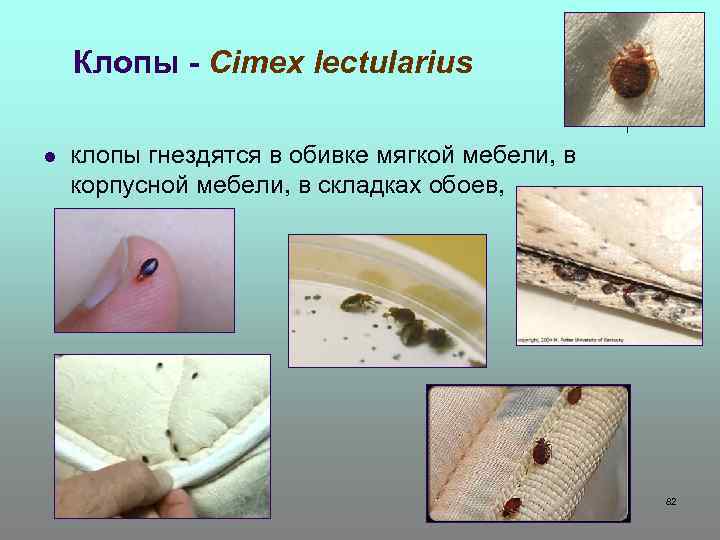 Клопы - Cimex lectularius l клопы гнездятся в обивке мягкой мебели, в корпусной мебели,