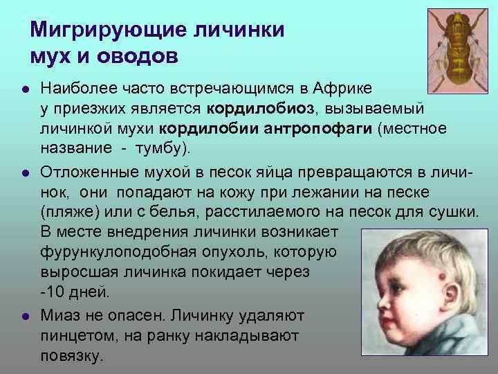 Мигрирующие личинки мух и оводов l l l Наиболее часто встречающимся в Африке миазом