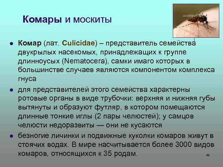 Комары и москиты l l l Комар (лат. Culicidae) – представитель семейства двукрылых насекомых,