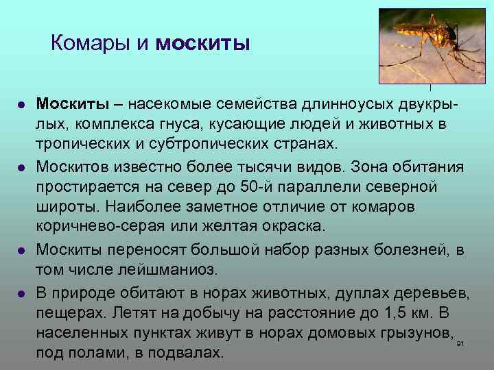 Комары и москиты l l Москиты – насекомые семейства длинноусых двукрылых, комплекса гнуса, кусающие