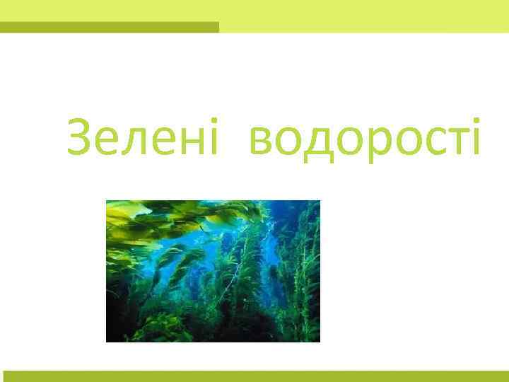 Зелені водорості 