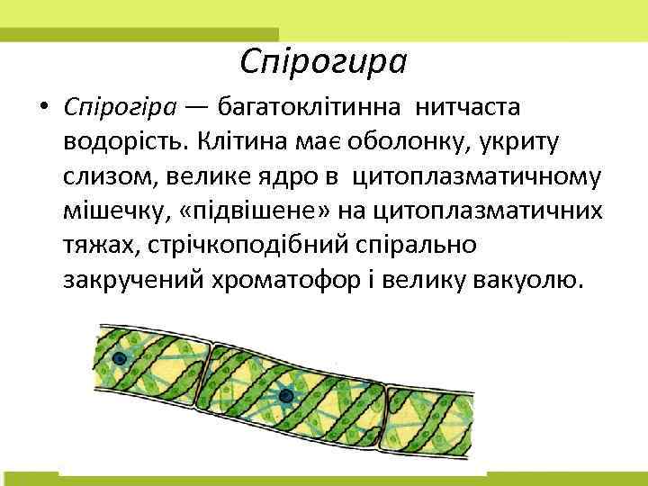 Спірогира • Спірогіра — багатоклітинна нитчаста водорість. Клітина має оболонку, укриту слизом, велике ядро