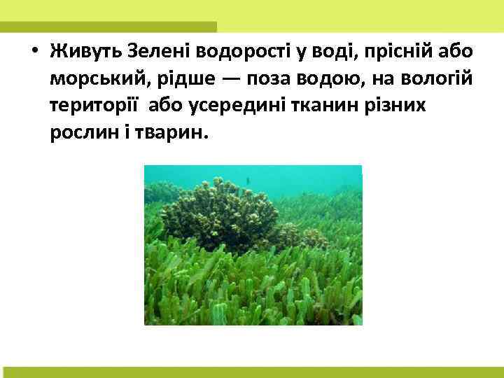  • Живуть Зелені водорості у воді, прісній або морський, рідше — поза водою,